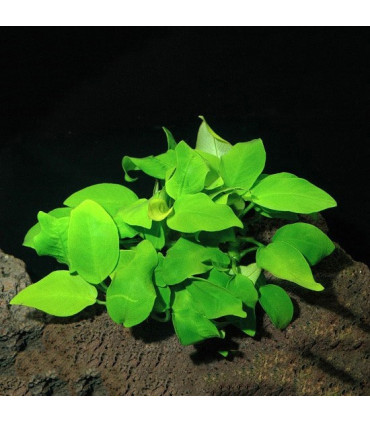 Anubia barteri nana | Plantas de acuario| Acuario Plantado