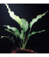 Anubia Congensis | Plantas de acuario| Acuario Plantado