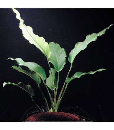 Anubia Congensis | Plantas de acuario| Acuario Plantado