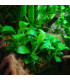 Anubia nana bonsai | Plantas de acuario| Acuario Plantado