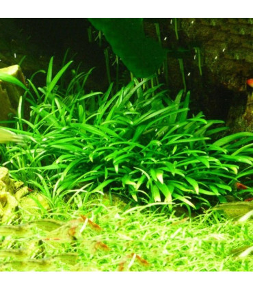 Cryptocoryne Parva | Plantas de acuario| Acuario Plantado