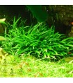 Cryptocoryne parva