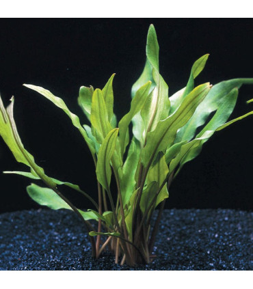 Crytocoryne Lutea | Plantas de acuario| Acuario Plantado