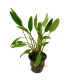 Crytocoryne Lutea | Plantas de acuario| Acuario Plantado