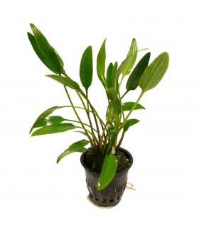 Cryptocoryne Lutea