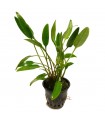 Cryptocoryne Lutea