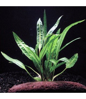 Cryptocoryne Balansae Verde