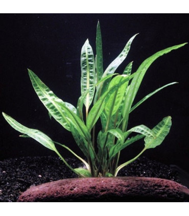 Crytocoryne Balansae Green | Plantas de acuario| Acuario Plantado
