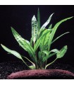 Cryptocoryne Balansae Green