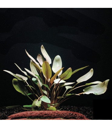 Cryptocoryne Wendtii Brown | Plantas de acuario| Acuario Plantado