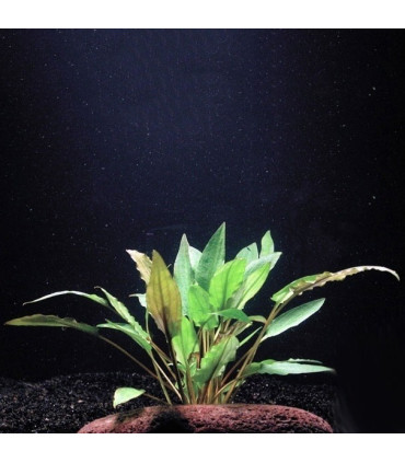 Plantas de acuario Cryptocoryne Wendtii Green