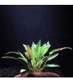 Cryptocoryne wendtii green