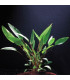 Cryptocoryne Beckettii | Plantas de acuario| Acuario Plantado