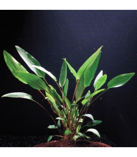 Criptocoryne Beckettii