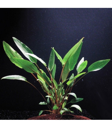 Cryptocoryne Beckettii | Plantas de acuario| Acuario Plantado