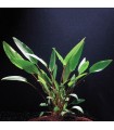 Cryptocoryne Beckettii