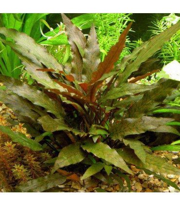 Cryptocoryne Beckettii | Plantas de acuario| Acuario Plantado