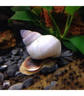 Caracol Mago Blanco