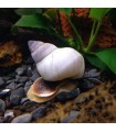 Caracol Mago Blanco