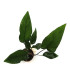Anubia Hastifolia | Plantas de acuario| Acuario Plantado