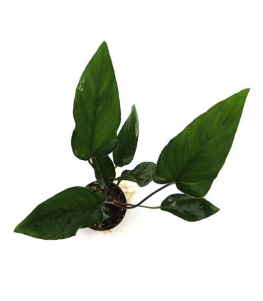 Anubia Hastifolia | Plantas de acuario| Acuario Plantado