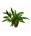 Cryptocoryne Nevillii