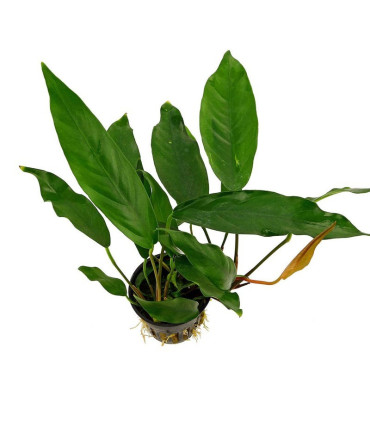 Anubia Kruising  | Plantas de acuario| Acuario Plantado