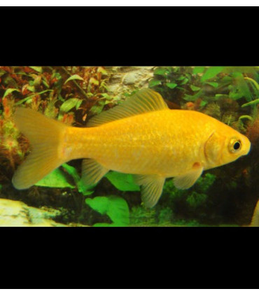 Pez cometa de agua fria | Peces de acuario Goldfish | Acuario Plantado