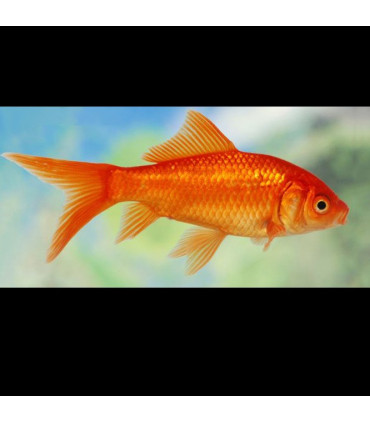 Pez cometa rojo de agua fria | Peces de acuario Goldfish | Acuario Plantado