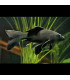 Pez cometa rojo de agua fria | Peces de acuario Goldfish | Acuario Plantado