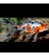 Pez cometa shubunkin de agua fria | Peces de acuario Goldfish | Acuario Plantado