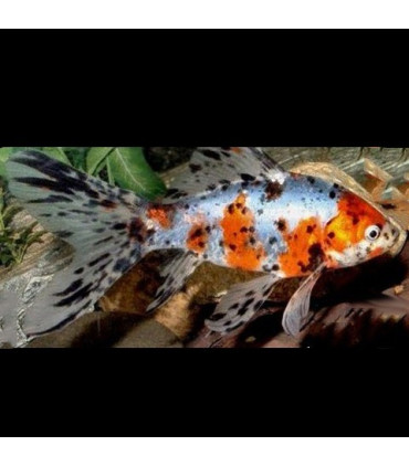Pez cometa shubunkin de agua fria | Peces de acuario Goldfish | Acuario Plantado