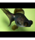Pez telescopico negro de agua fria | Peces de acuario Goldfish | Acuario Plantado