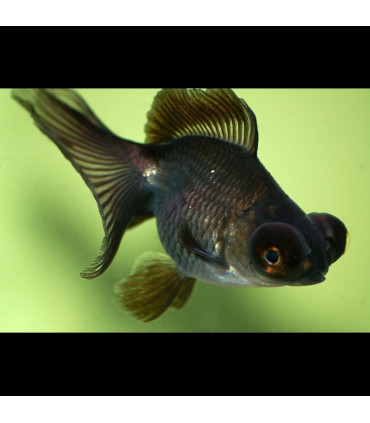 Pez telescopico negro de agua fria | Peces de acuario Goldfish | Acuario Plantado