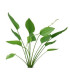 Plantas de acuario Echinodorus Argentinensis
