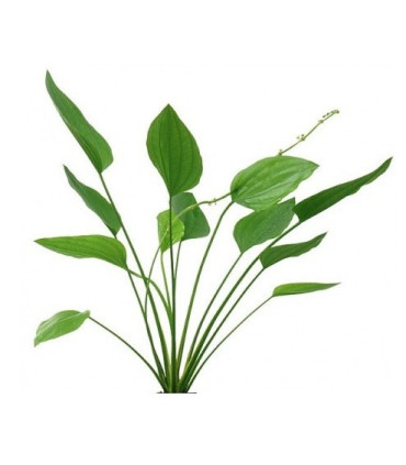 Plantas de acuario Echinodorus Argentinensis