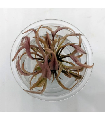 Cryptocoryne Flamingo | Plantas de acuario| Acuario Plantado