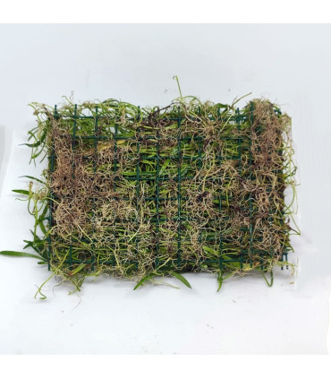 Malla de Lilaeopsis novae-zelandiae | Plantas de acuario| Acuario Plantado