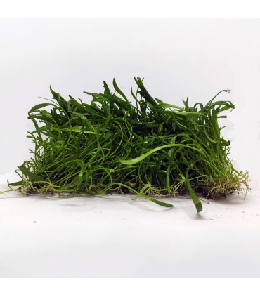 Lilaeopsis novae-zelandiae | Plantas de acuario| Acuario Plantado