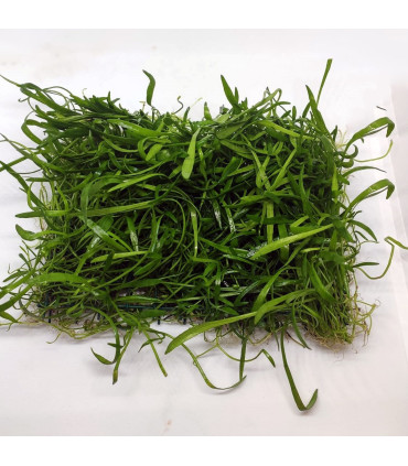 Malla de Lilaeopsis novae-zelandiae | Plantas de acuario| Acuario Plantado