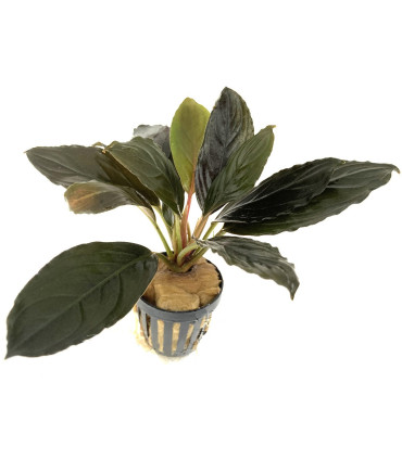 Plantas de acuario | Bucephalandra Centipede