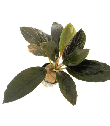 Plantas de acuario | Bucephalandra Centipede