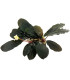Plantas de acuario | Bucephalandra Arrogant Blue