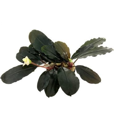 Plantas de acuario | Bucephalandra Arrogant Blue