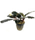 Plantas de acuario | Bucephalandra Arrogant Blue