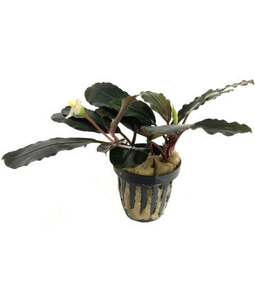 Plantas de acuario | Bucephalandra Arrogant Blue