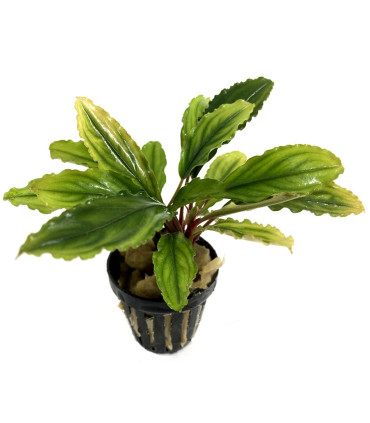 Plantas de acuario | Bucephalandra Claud Smerald
