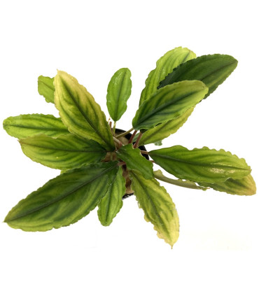 Plantas de acuario | Bucephalandra Claud Smerald