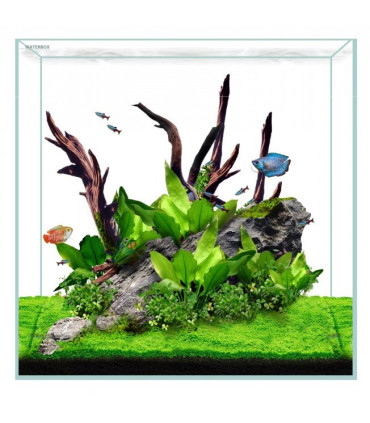 Acuario Waterbox Clear Mini 20 con mesa | Urnas para Aquascaping | Acuario Plantado