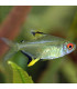 Tetra Limón | Peces de Acuario | Acuario Plantado